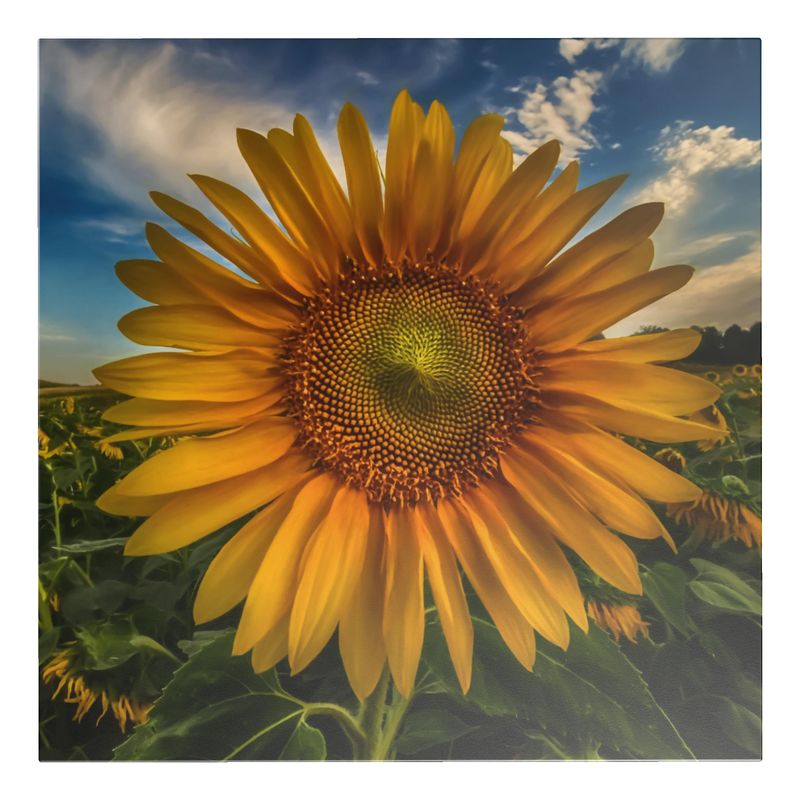 Sunflower Magic Coffee Table