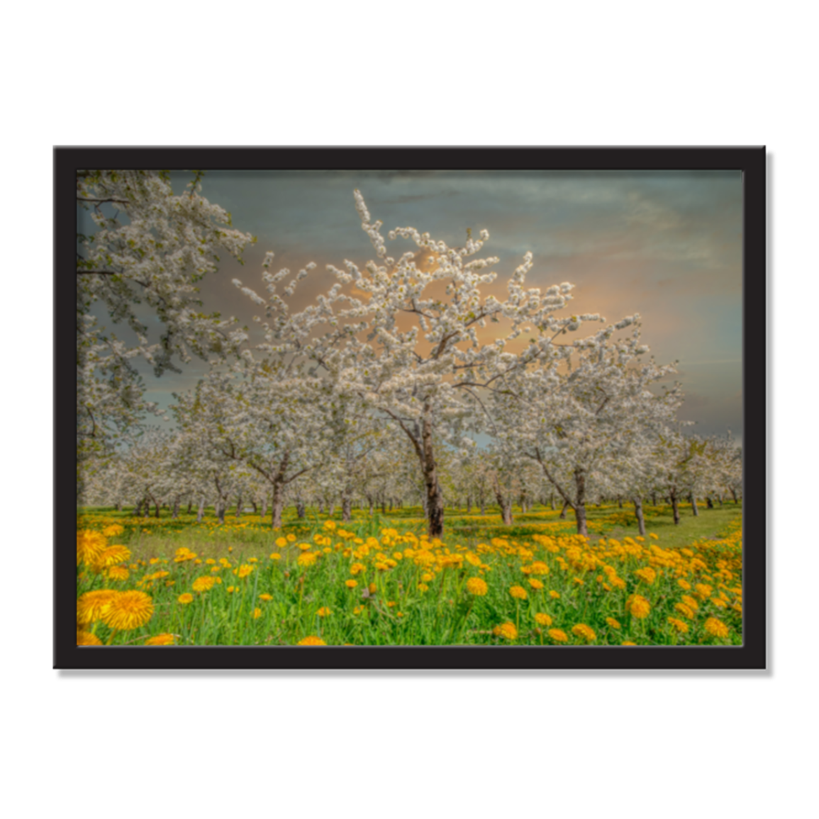 Cherry Blossom Bloom AirFrame Photo Tile