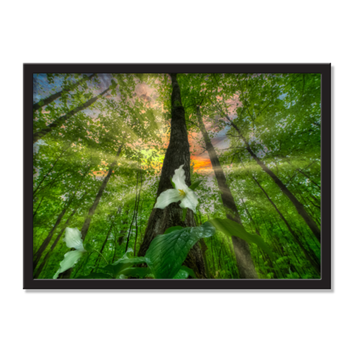 Trillium & the Tree AirFrame Photo Tile